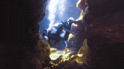 Sea Turtle Water GIF by Novum Visuals