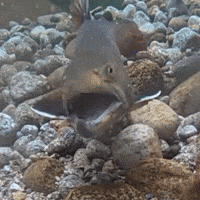 Laugh Fish GIF