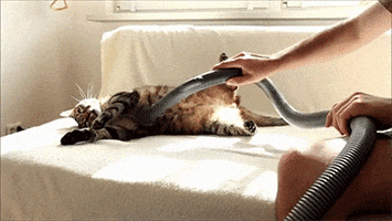 cats part GIF