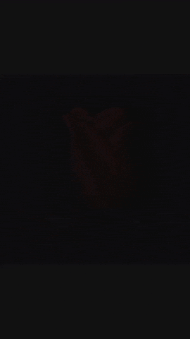 ChxlsxyC giphyupload GIF