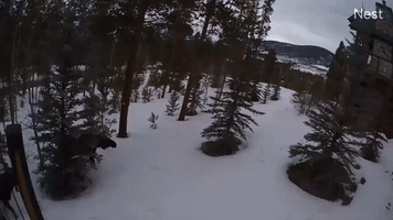 Moose Walk Along Snowy Colorado Landscape