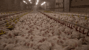 oikeuttaelaimille chicken finland chick suomi GIF