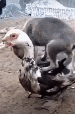 GIF-ClubNET giphyupload GIF