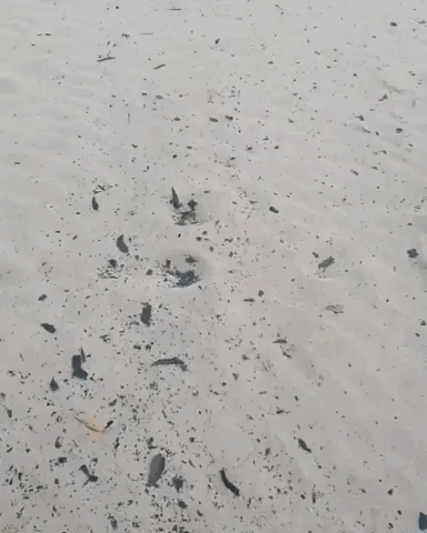 Ash From Bushfires Litters New South Wales Beach