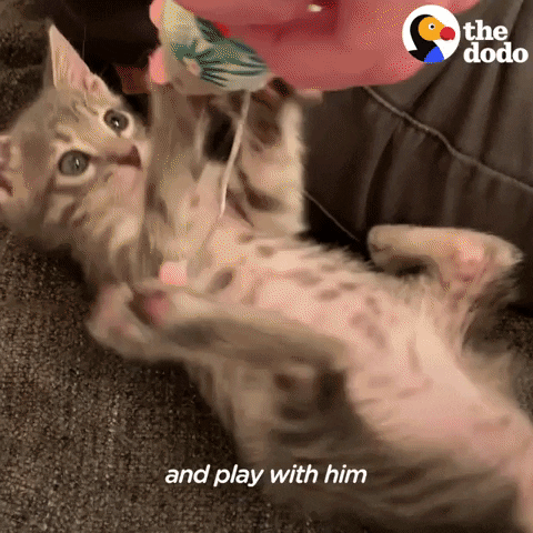 Cat GIF by The Dodo