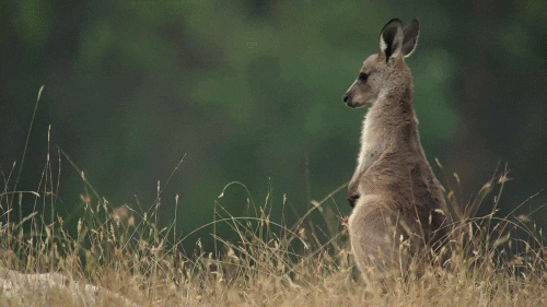 Kangaroo Mammal GIF
