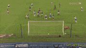Soccer Futbol GIF by Brighton & Hove Albion Football Club