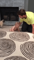 Dad and Pug Teach Baby How to Walk