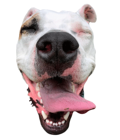 Gifsforgood Sticker by Red Beard
