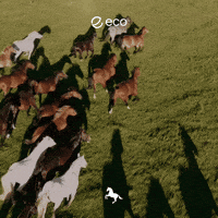 Uts GIF by Eco