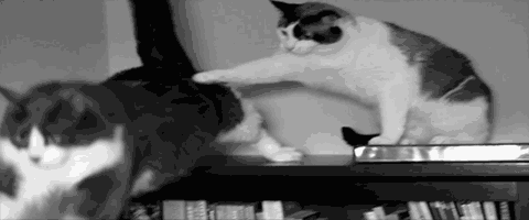 cat jerkass GIF