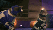 mad cat GIF by Power Rangers