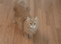 Cat Playing GIF