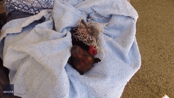 Queensland Bat Rescuer Frees Female Caught in Netting