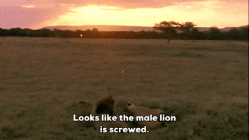 african safari field GIF by South Park 