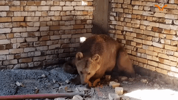 Lost Bear Tranquilized and Captured in Basra City