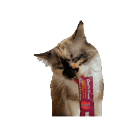 Cat Sticker