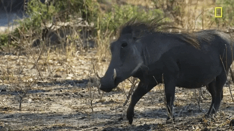 Nat Geo Savage Kingdom GIF by National Geographic Channel