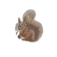 Squirrel Sticker