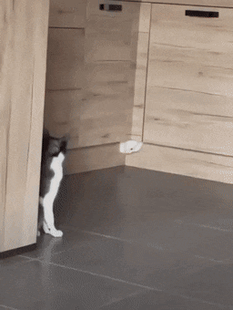 cuteanimalland giphyupload GIF