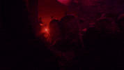 platzhirschbielefeld platzhirsch GIF