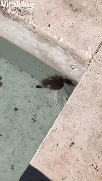 Duckling Goes For Double Dip GIF by ViralHog