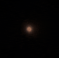 Chicken Truth GIF