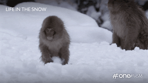 bbc giphyupload snow bbc monkey GIF