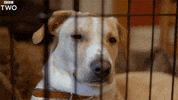 tired bbc two GIF by BBC