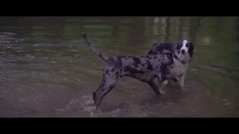 polyvinylrecords giphygifmaker water dogs play GIF