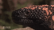 Gila Monster Lizard GIF
