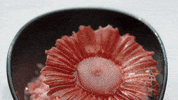 Flower Australia GIF by MasterChefAU