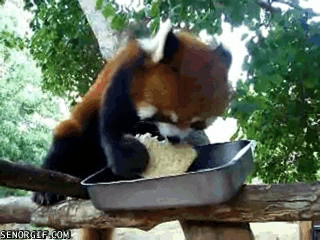 red pandas fox GIF by Cheezburger