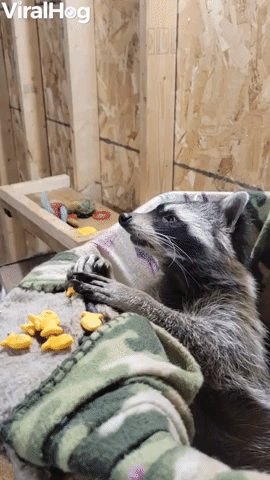Raccoon Snacks on Goldfish Crackers