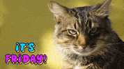 Thank God Its Friday GIF by Squirrel Monkey