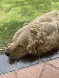Clubhouse GIF