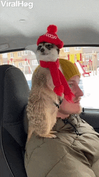 Meerkat Sits On Dads Shoulder GIF by ViralHog