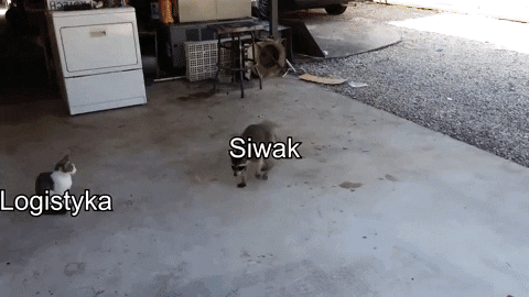 Moooras giphyupload GIF