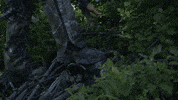 GIF by Bodybuilding.com