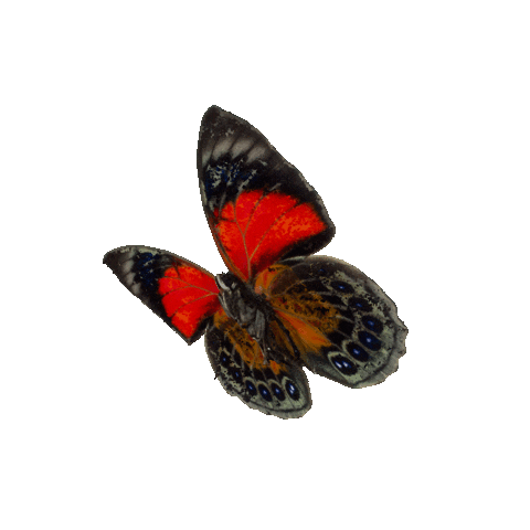 michaeldamnitz giphyupload butterfly schmetterling michaeldamnitz Sticker