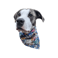 Studio Ghibli Sticker by Geekster Pets