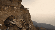 netflix kiss GIF by Our Planet