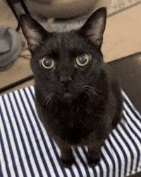 mannycat meow black cat meowing cat meow GIF