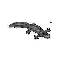 Frog Wildlife Sticker by The Wild Curiosity