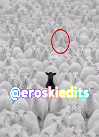 Black Sheep GIF