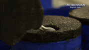 digging french GIF by Petrossian