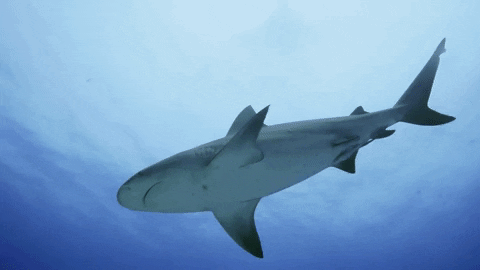 WeAreWater giphygifmaker ocean shark predator GIF