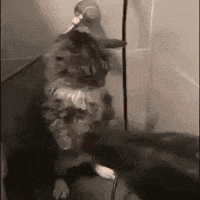 Cat Fire GIF