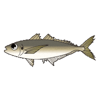 Fish 魚 Sticker by magbite