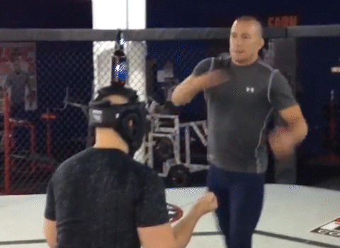 georgesrushstpierre giphyupload beer cheers ufc GIF